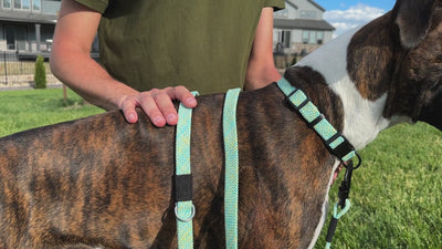 Adventure Style Climbing Rope Dog Collar
